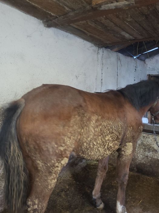 Продам лошадь  полторашка