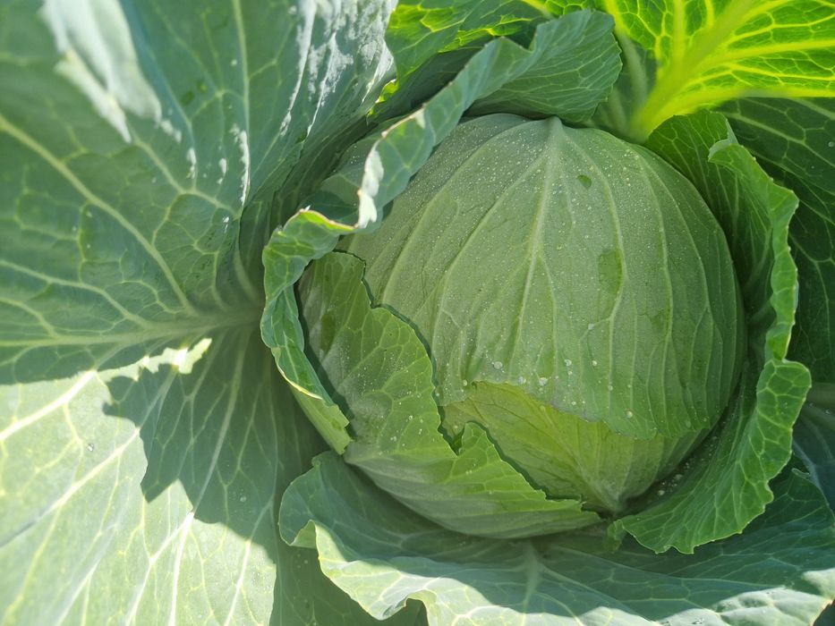 Varza, ceapa alba; roșie