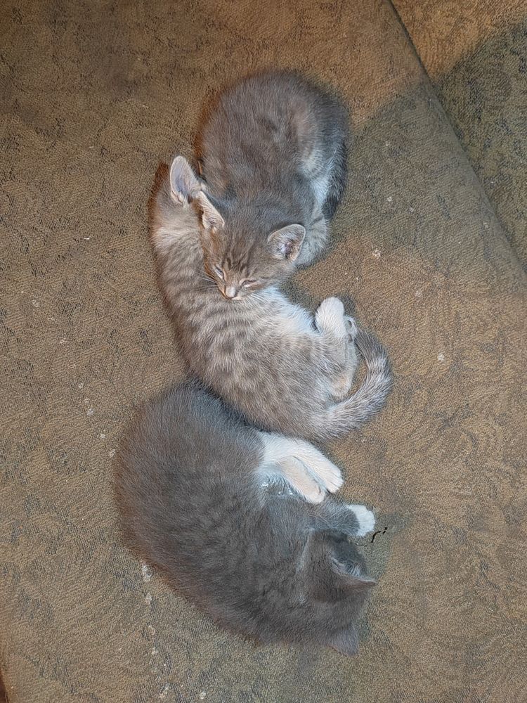Дарю классных котят