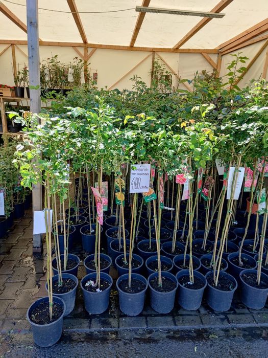 Oferta , trandafiri pomisor diferite culori