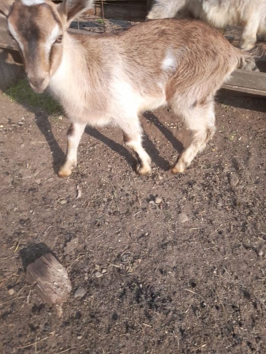 Tapici tineri 3_4luni