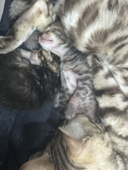 Бенгалски котета