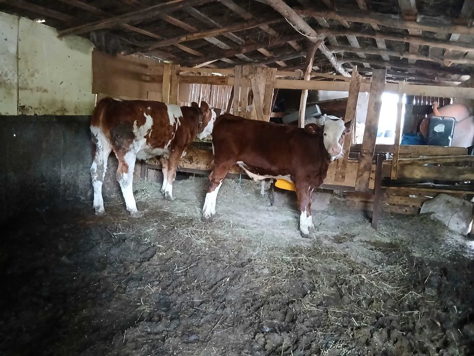 De vânzare 2 vitei și o junica