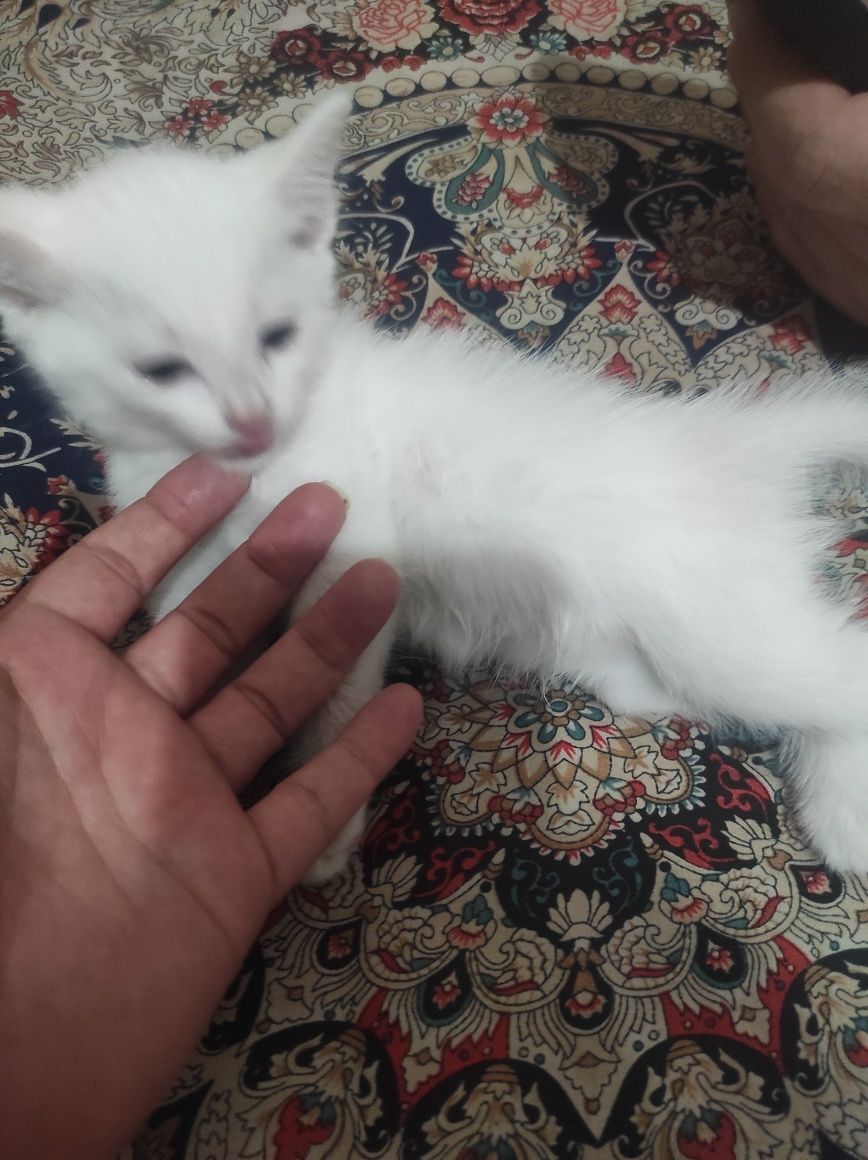 Отдам котят в хорошие руки!