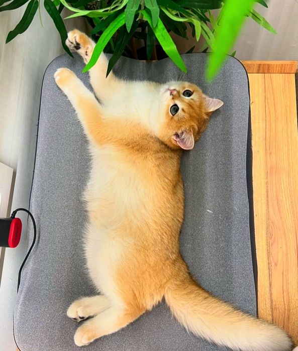 Вязка британского кота