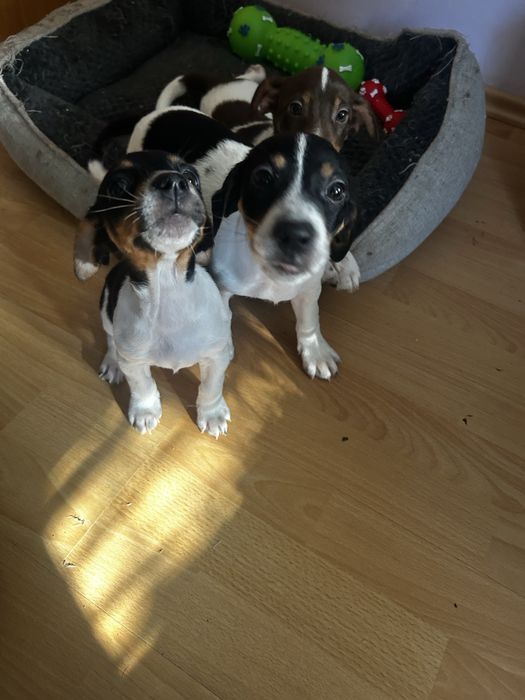 Джак Ръсел бебе