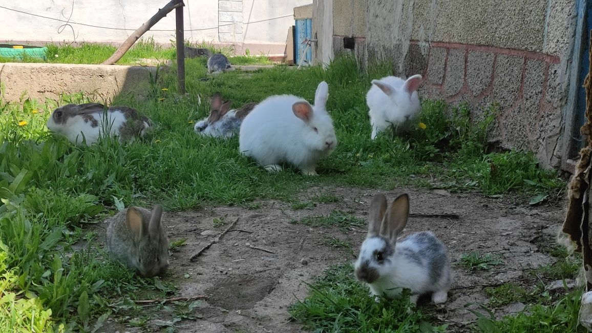 Кролики крольчата за всё
