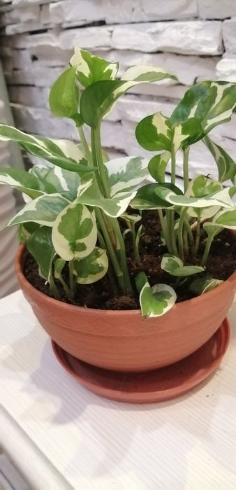 эпипремнум энджой