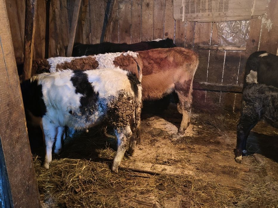 Vițele de vînzare bălțate și angus și belgani frumoase