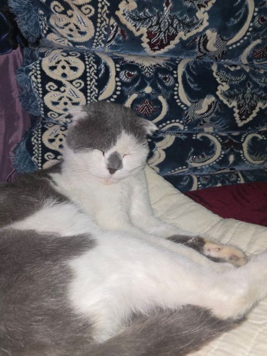 Шотландская вислоухая кошка