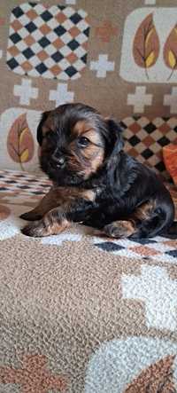 Yorkshire Terrier Mascul