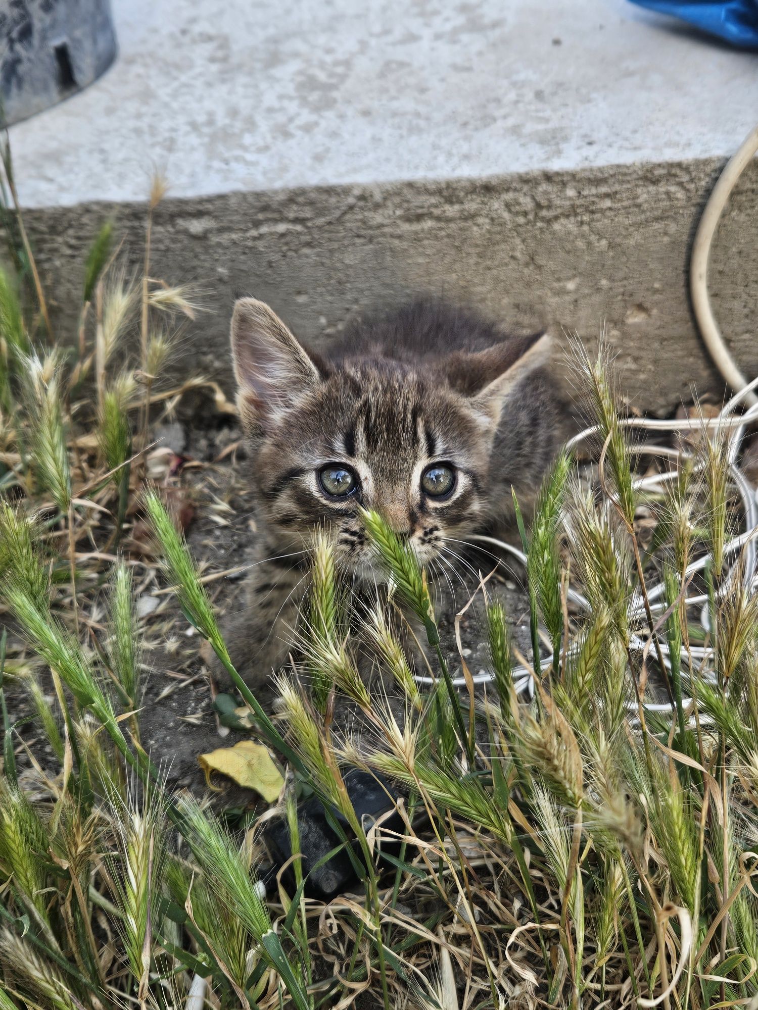 Подарявам мъжко коте