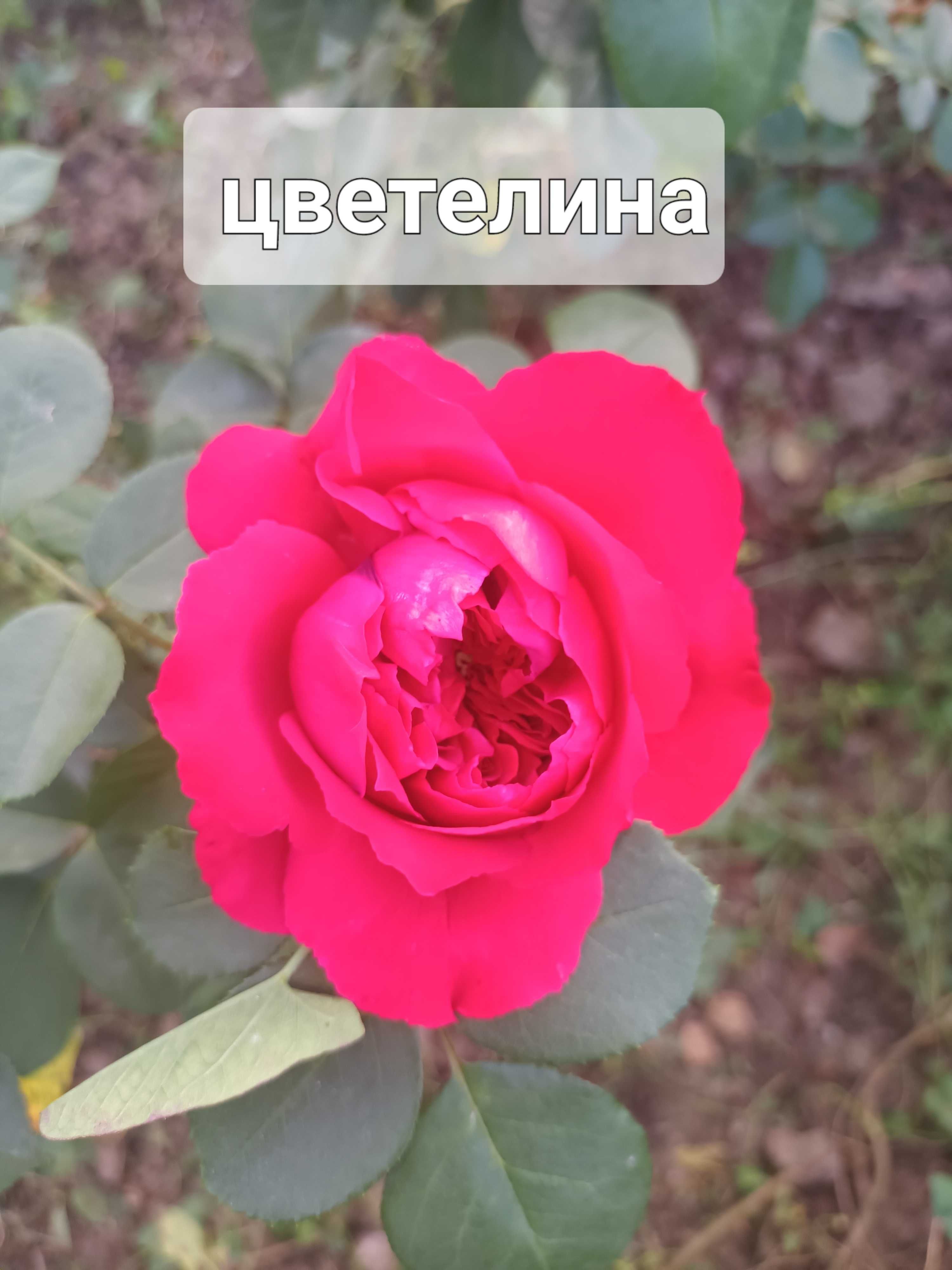 Рози на гол корен