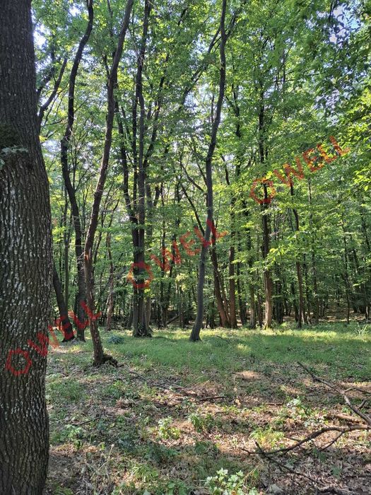 De vânzare: pădure mixtă de foioase, 7 ha, lângă Gogani