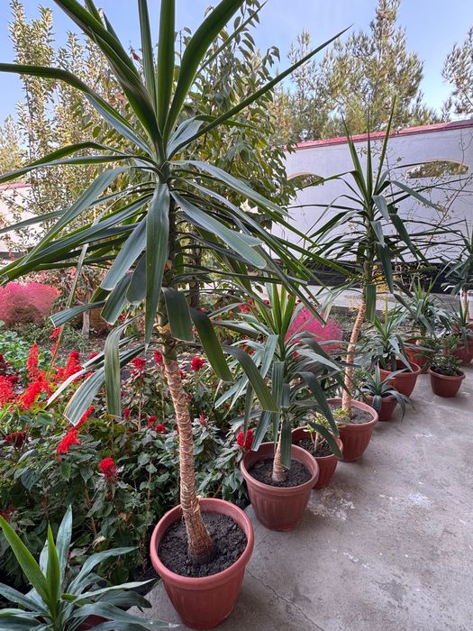 Офисные декоративные цветы