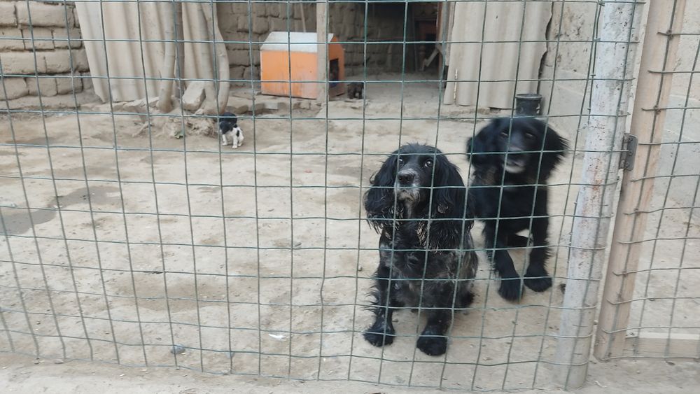 Продаю собак пародистых руские испаньеры