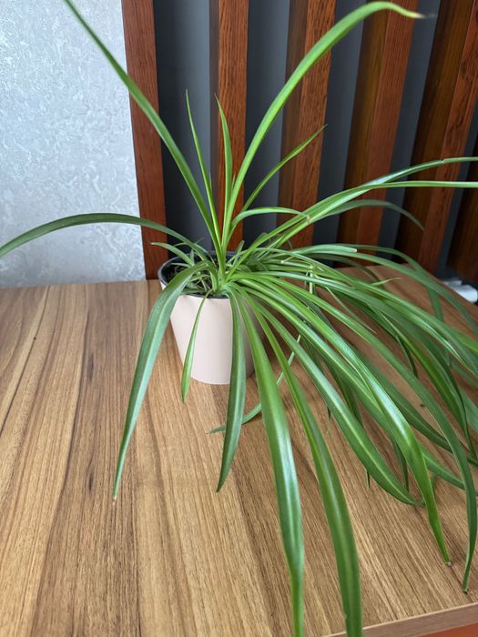 Хлорофитум комнатное растение