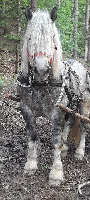 Cai pentru monta și tractiune și padure