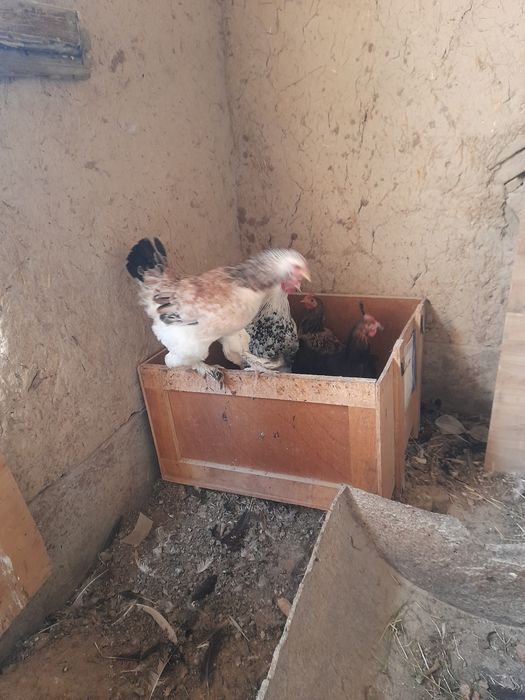 Домашний товук ва хурозлар сотувда