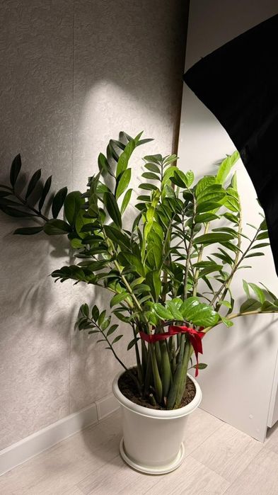 Продаю очень красивый, взрослый и ухоженный замиокулькус