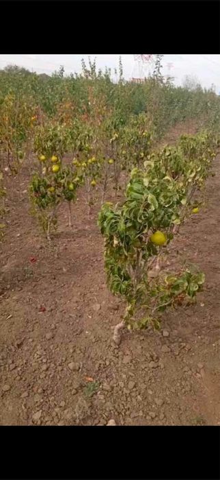 Pomi fructiferi columnari - OFERTA 10+1 GRATIS