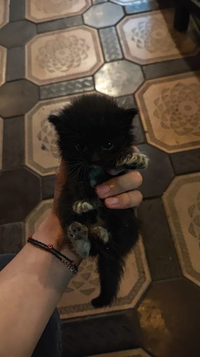 Маленький котёнок