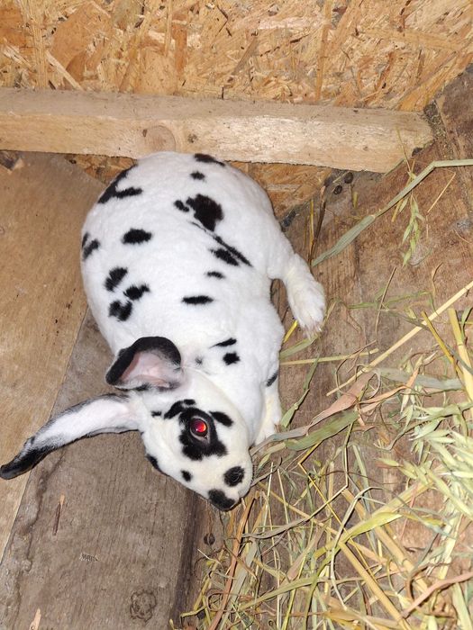 Iepuri rex dalmatian, berbec german, secuiesc