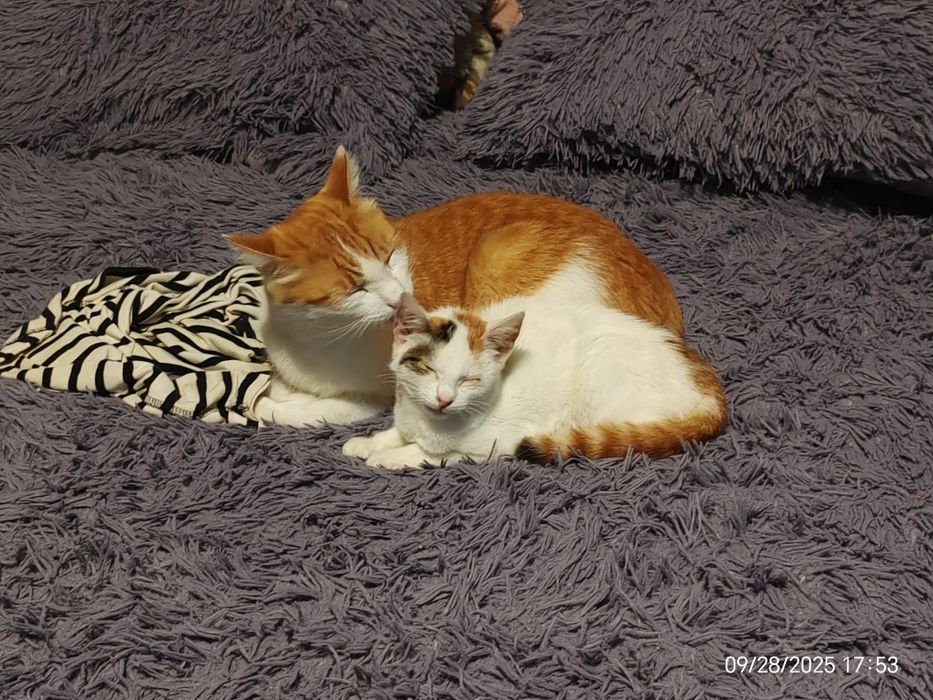 Pisicuța caută stăpân