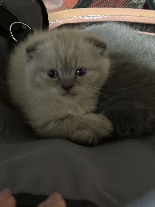 Умные ласковие котята