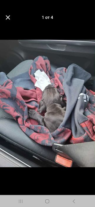 Кане Корсо (Cane Corso)