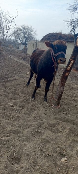 Бука сотилади 1, 5ёшда