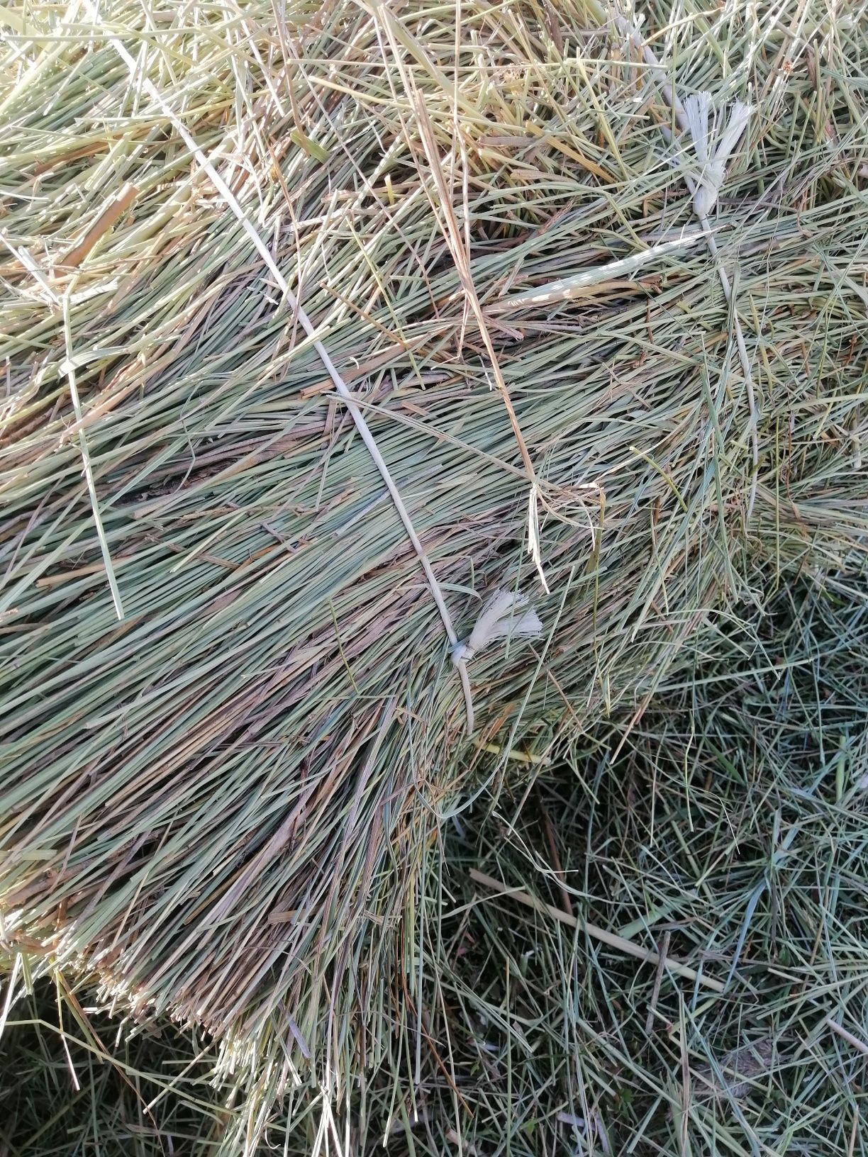 Продам сено в тюках.
