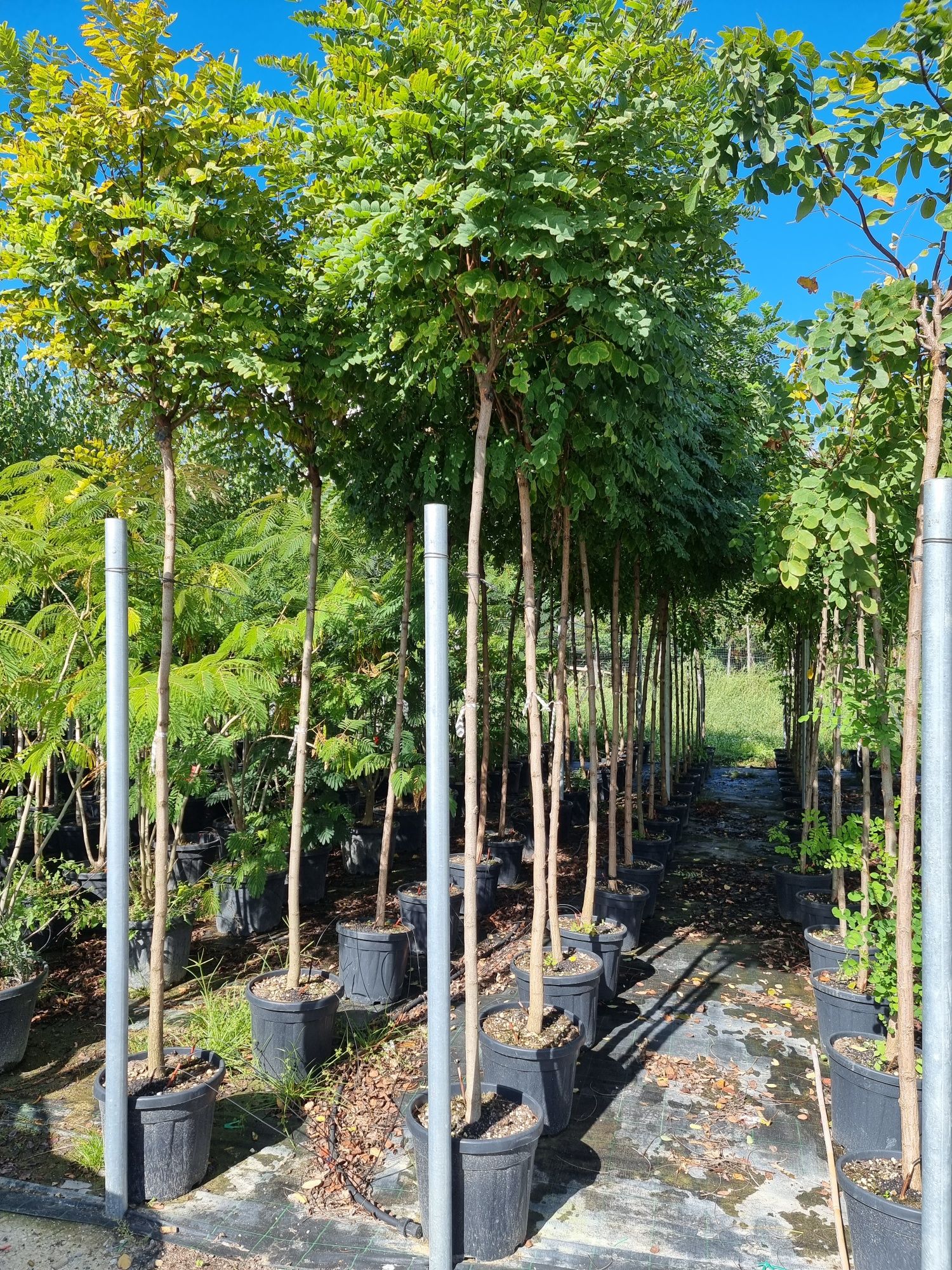 Robinia pseudoacacia umbraculifera- catalpa globulara