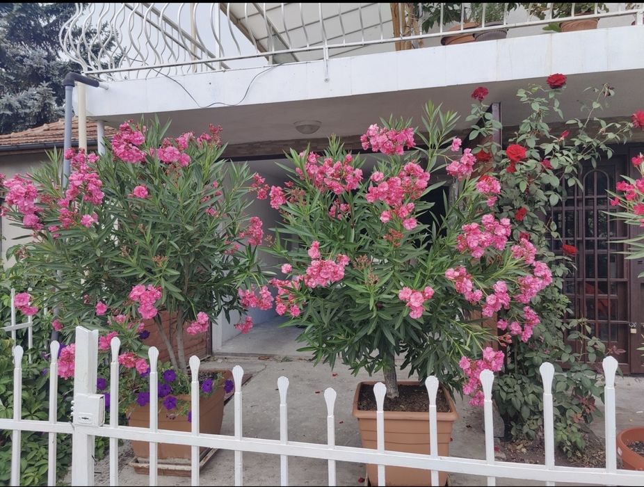 Продавам 4 броя олеандри