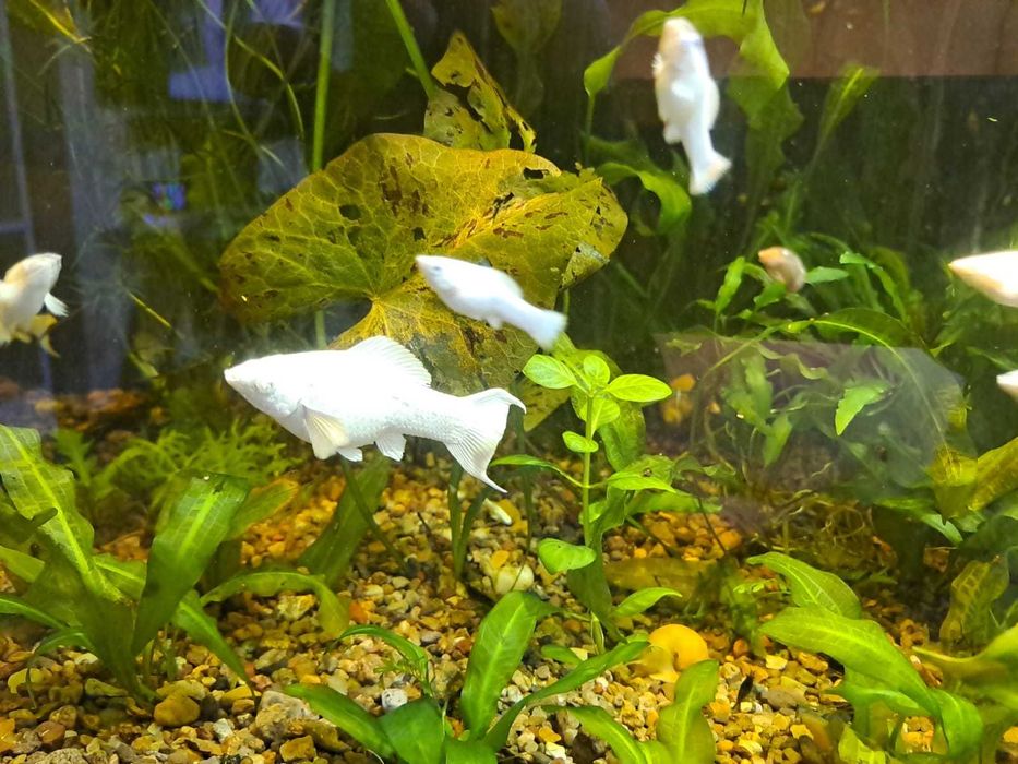 Моллинезия платина голубоглазка