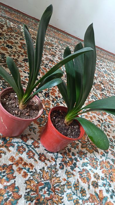 Прекрасная Кливия