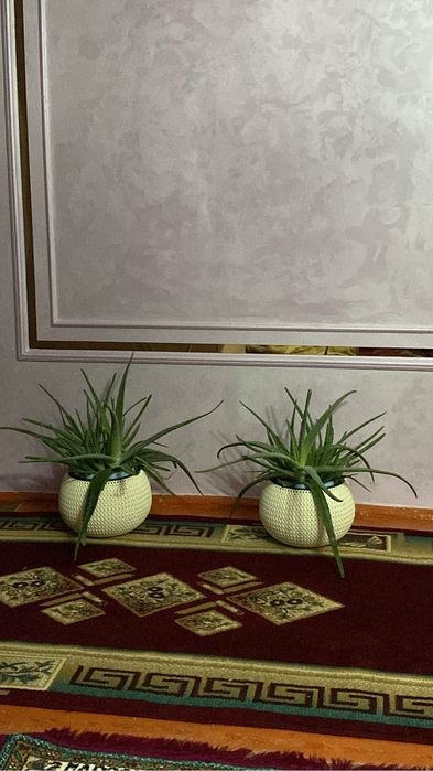 Алоэ гулдери сатылады 10 жылдык. Емге колданса жаксы