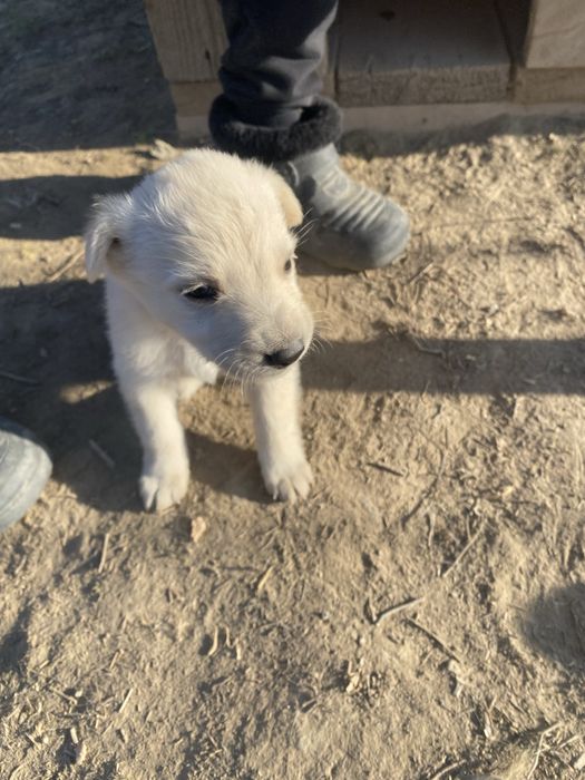 Отдам даром щенки