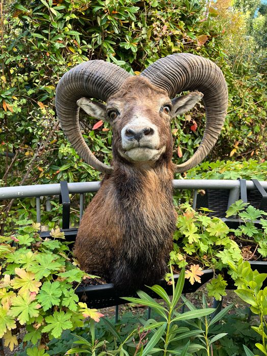 Препарирани трофеи от муфлон