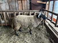 Berbecut de vanzare!