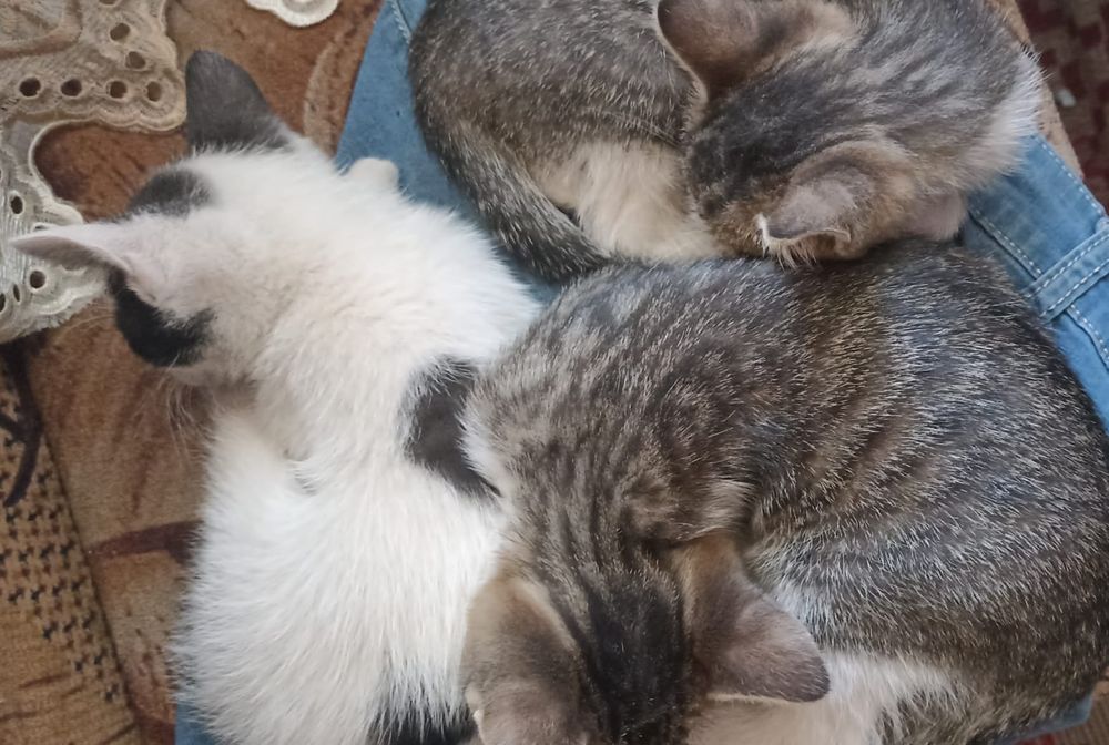 3 suflete micuțe isi caută familie adoptiva