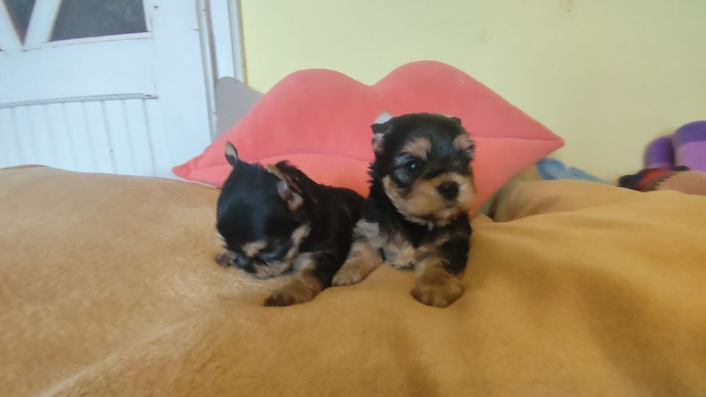 Yorkshire Terrier