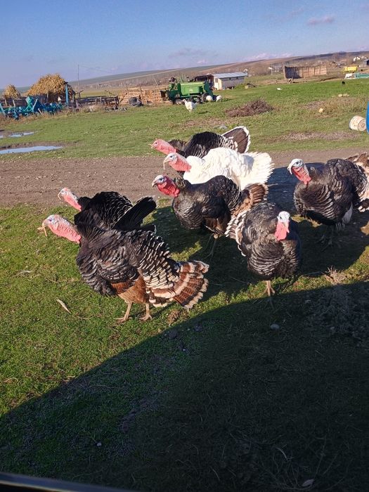 Curcani preț 250 buc