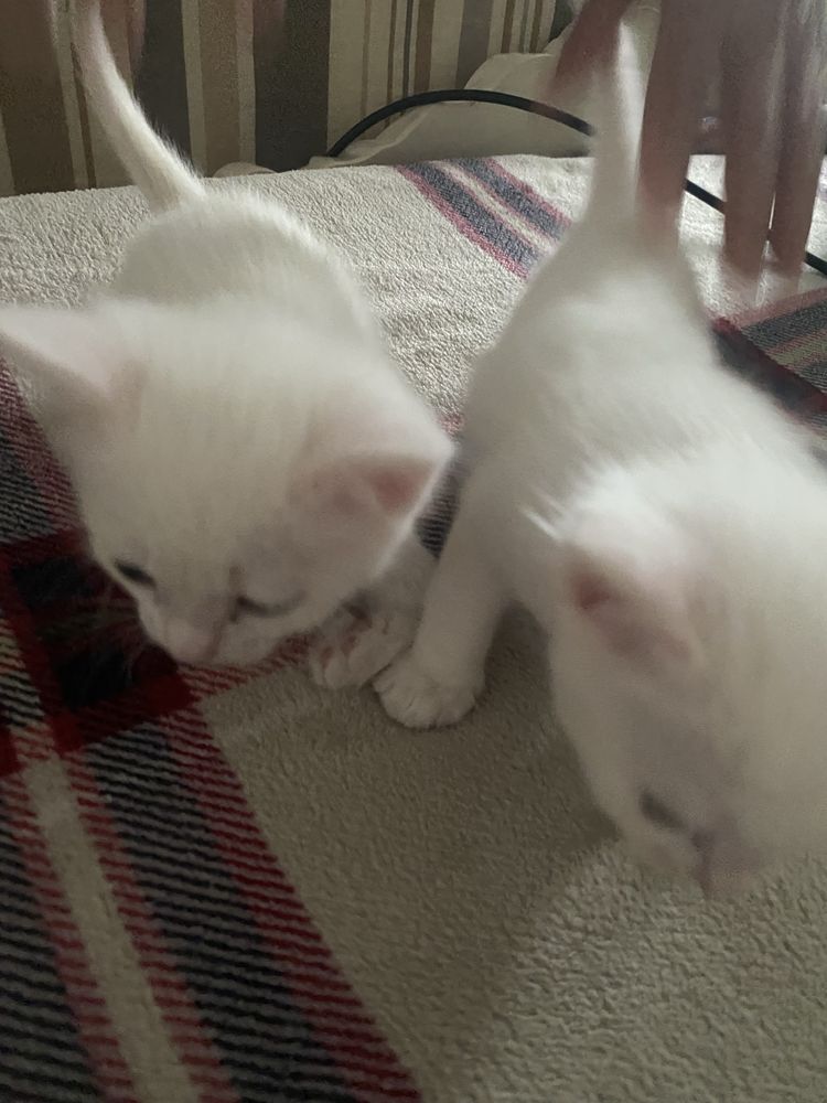 Продается котята
