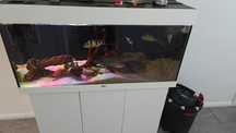 Acvariu Juwel Rio 180 L ALB