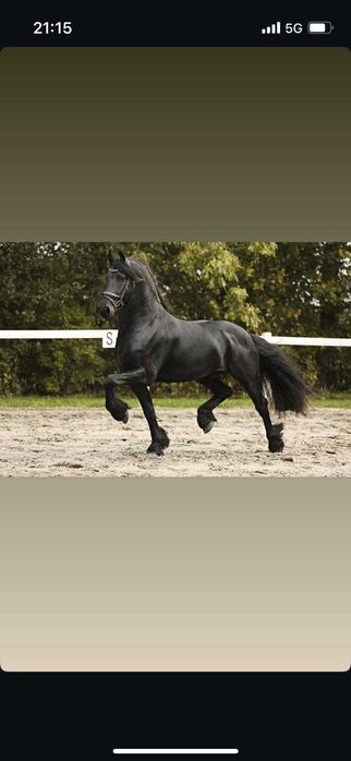 Vand Frizian tanar 5 ani ,cal deosebit, prezenta impresionanta !!