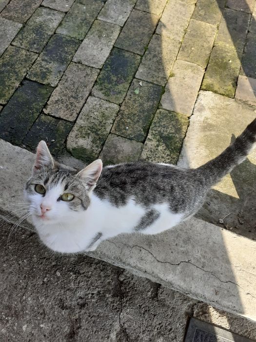 Donez două pisici frumoase rasă comună