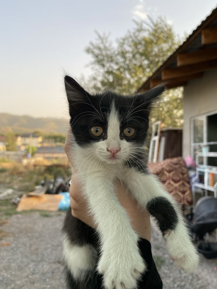 Отдам котят бесплатно