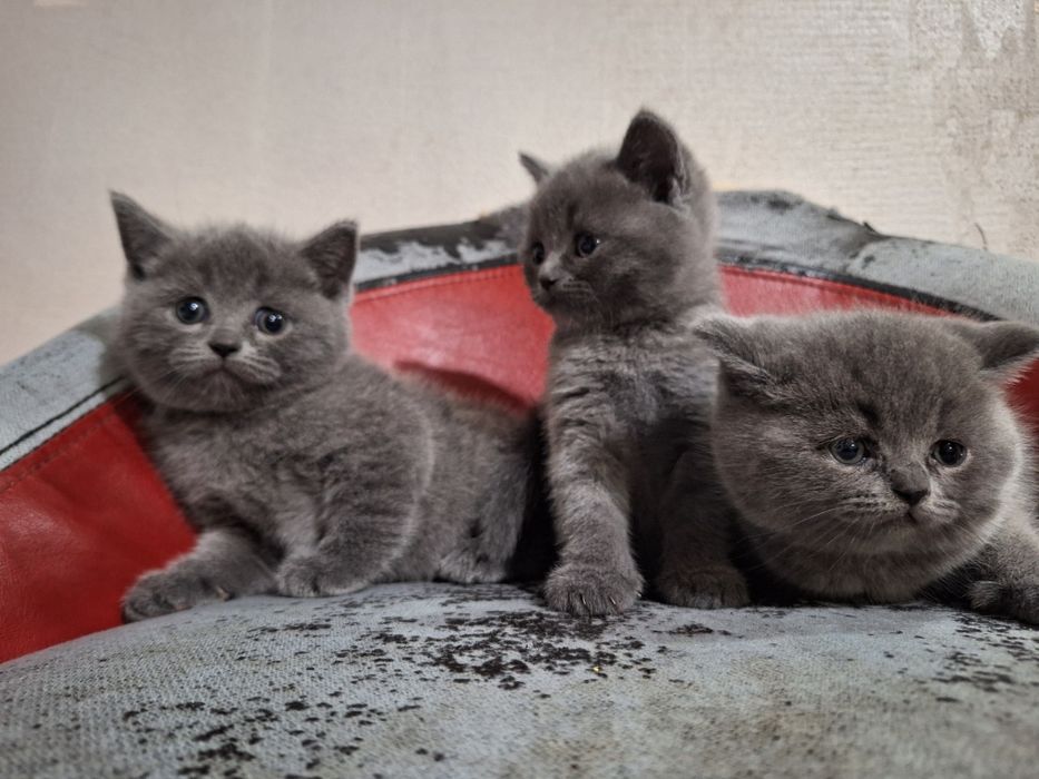 Британска късокосместа