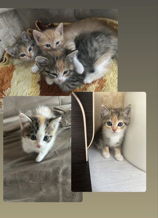 Отлам котят.